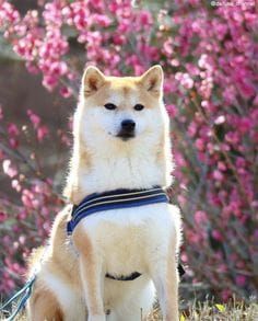 random shiba from https://shibes.lol
