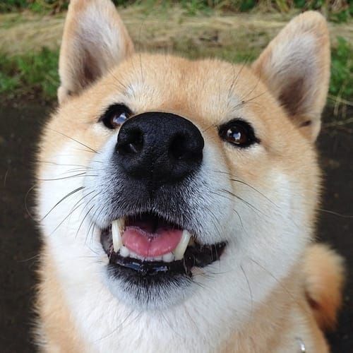random shiba from https://shibes.lol