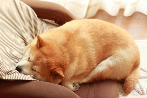 random shiba from https://shibes.lol