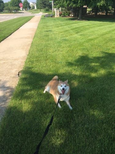 random shiba from https://shibes.lol