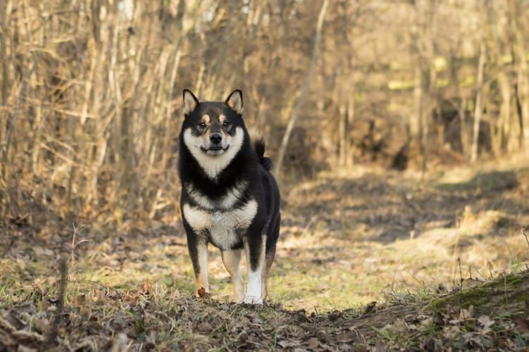 random shiba from https://shibes.lol