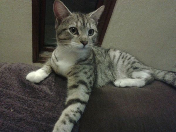 A grey tabby kitten laying on the back of a sofa