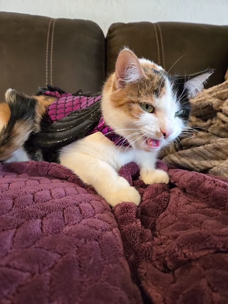 calico cat in a dragon costume on a couch while meowing