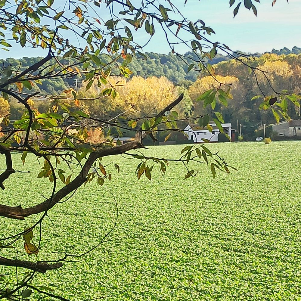 La colza ja està naixent 