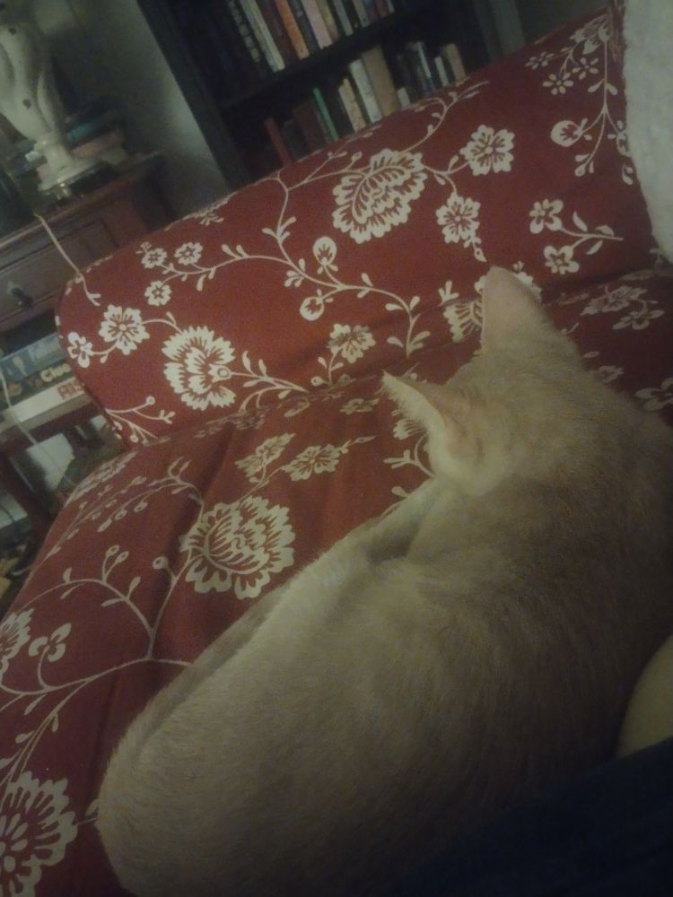 A sand-colored kitten, curled up and facing away from the camera.