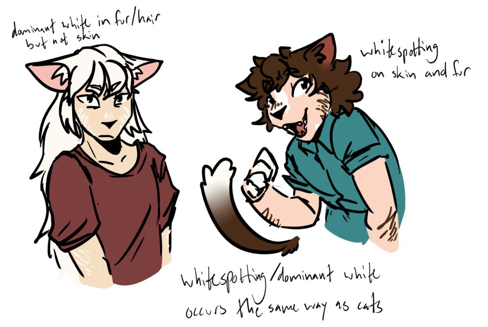 two cat-people showing examples of how whitespotting manifests. the person on the right has long white hair, but regular pale skintone. the person on the right has regular pale skin with white patches on their fingers and a blaze on their nose. their hair is dark brown, with a white tail-tip. a note below says "whitespotting/dominant white occurs the same way as cats."
