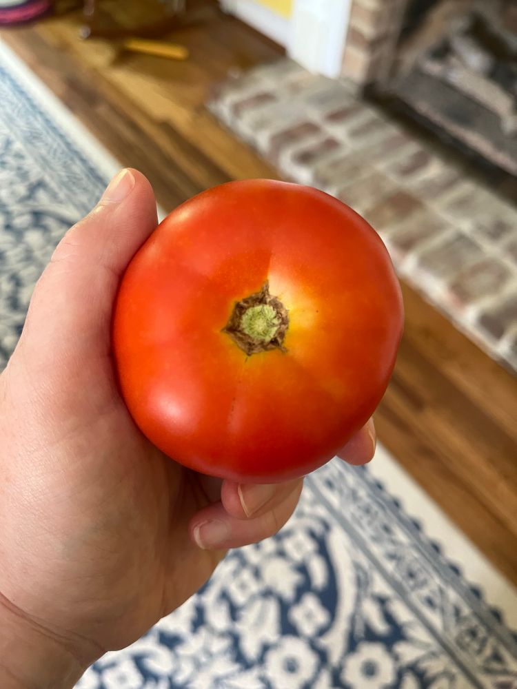 Hand holding a hand-sized perfectly red fresh off the vine tomato 