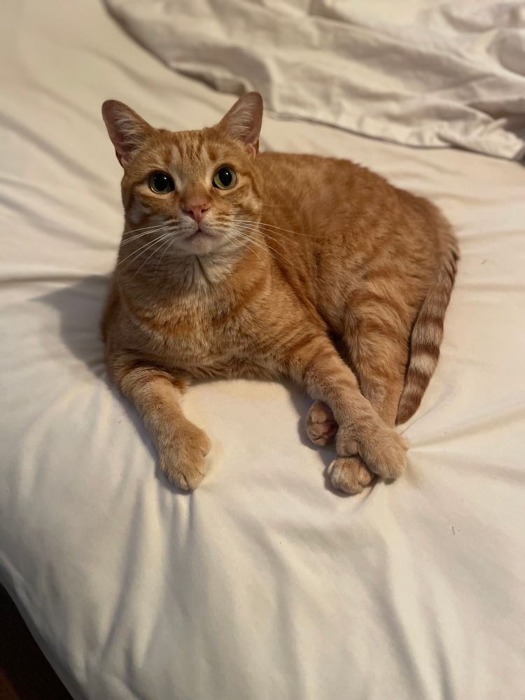 A stripey orange polydactyl cat lying on a bed, holding onto his back legs and his tail with his giant paw. 