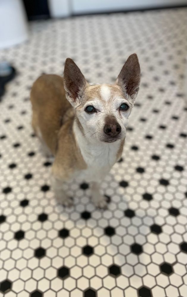 Portrait of a tan, grey, and white chihuahua standing on a floor made up of black and white penny tiles. His name is Muscles. 