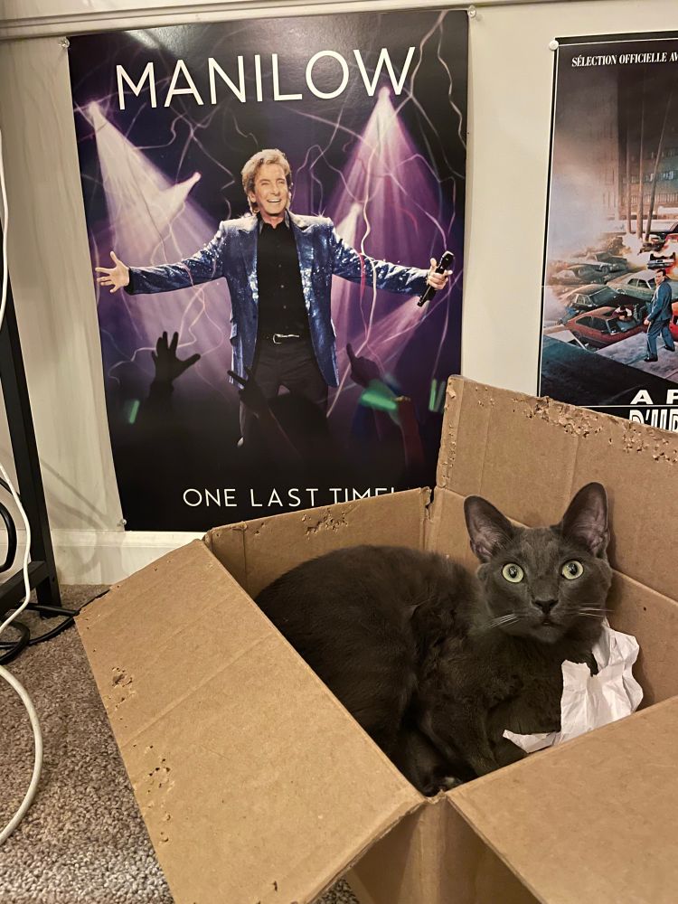 A grey cat sitting in a cardboard box in front of a Barry Manilow poster. 