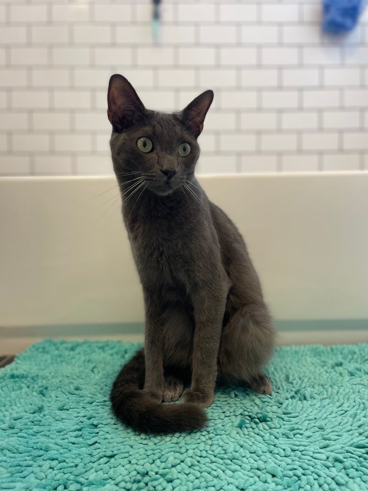 A portrait of a grey cat on a light green bath mat. 