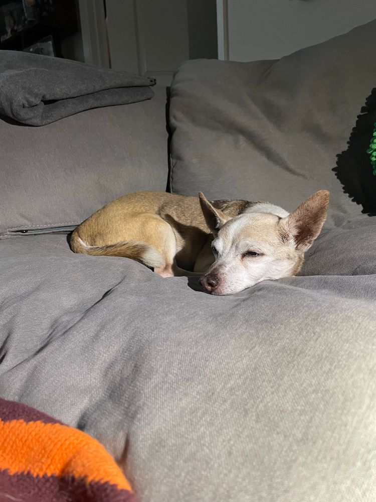A brown and white chihuahua sleeps on a grey couch. 