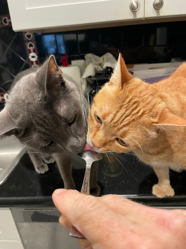 A grey cat and orange cat both stand on a black kitchen counter and lick a spoon. 