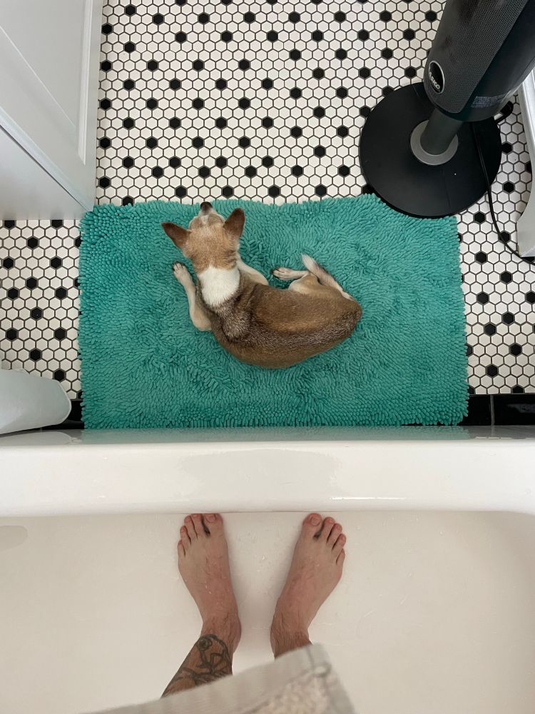 A brown and white chihuahua lies on a green bath mat next to a white bathtub holding the picture taker - his feet and tattooed legs are seen. The floor underneath the bath mat is black and white penny tiles. 