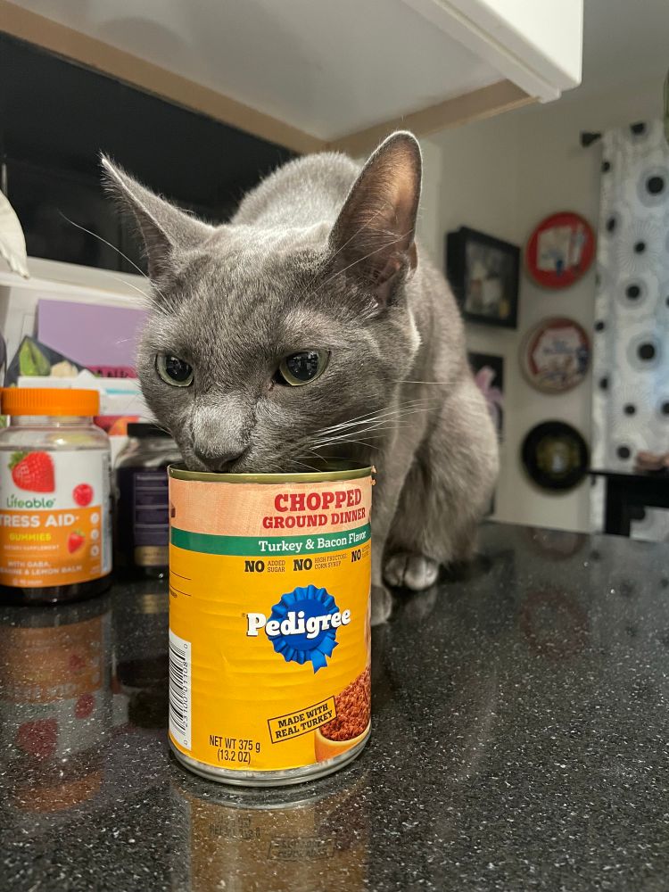 A grey cat on a black countertop licking the inside of a Pedigree dog food can. 