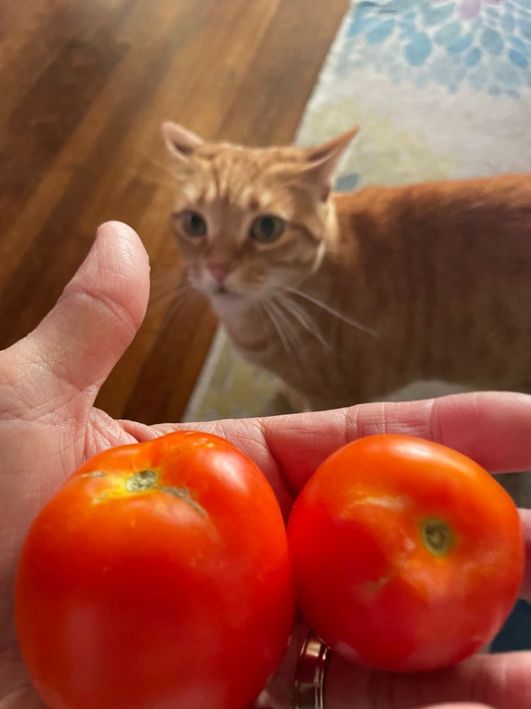 Two red tomatoes in a human hand in the foreground, while an orange cat looks concerned in the background. 