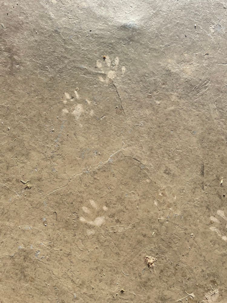 A beige concrete porch with dried raccoon footprints noticeable. 
