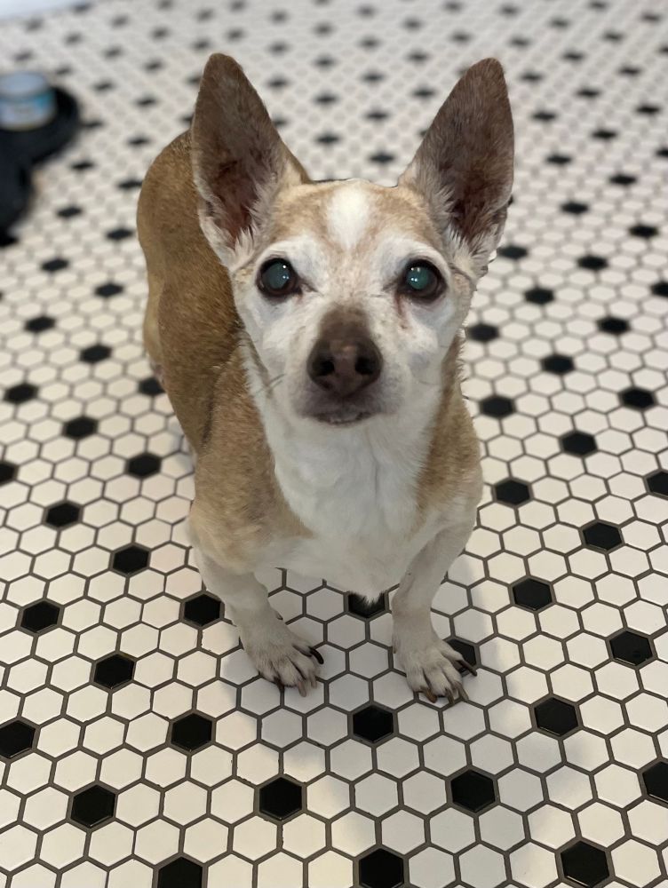 Portrait of a tan, grey, and white chihuahua standing on a floor made up of black and white penny tiles. His name is Muscles. 