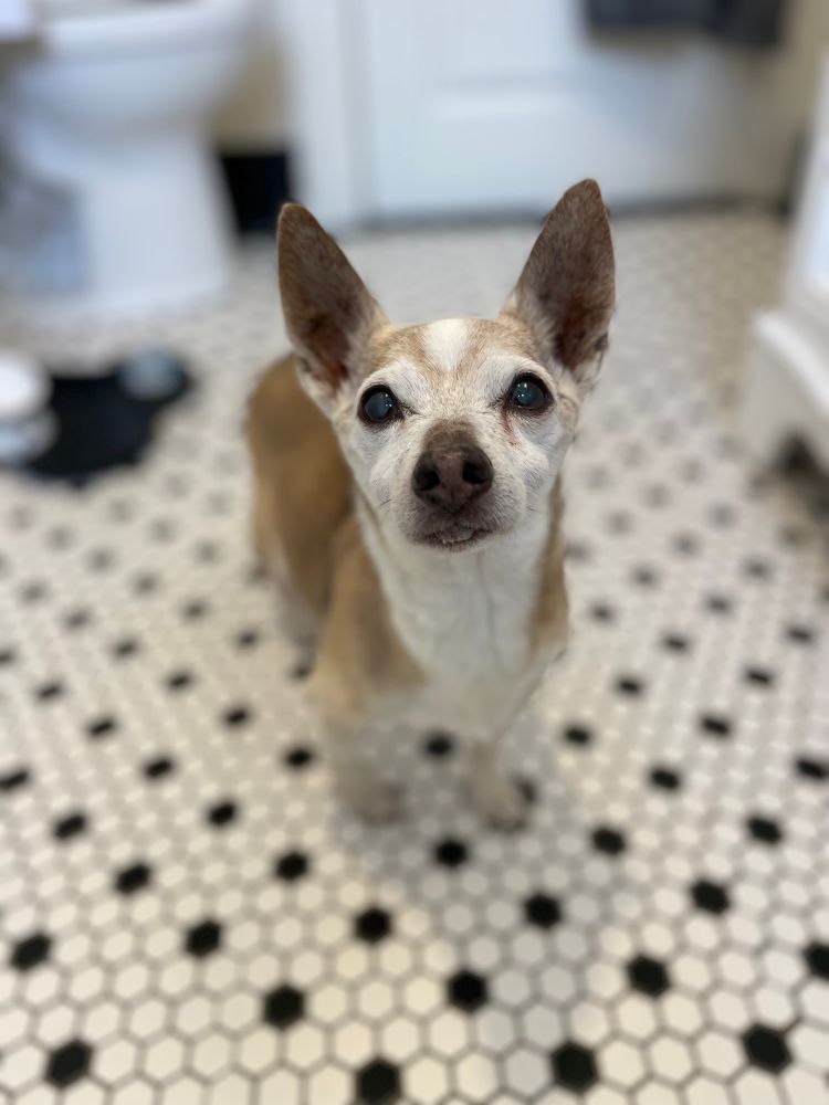 Portrait of a tan, grey, and white chihuahua standing on a floor made up of black and white penny tiles. His name is Muscles. 