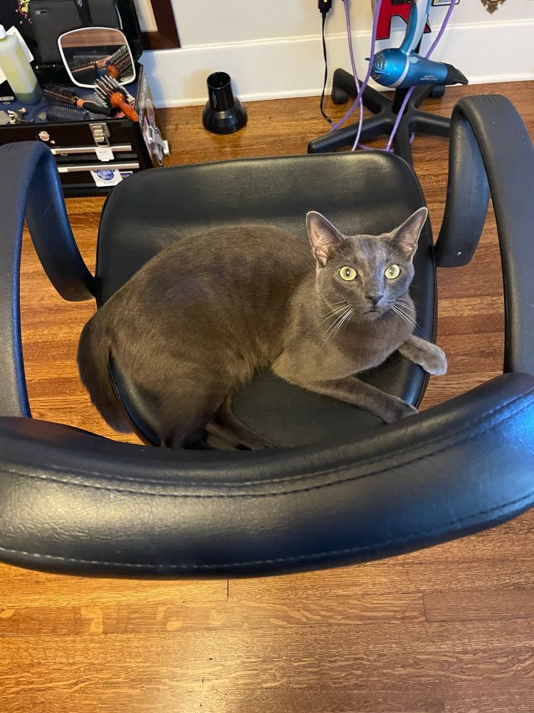 A grey cat sits in a black barber chair that’s standing on a wood floor. He looks up to the camera. 