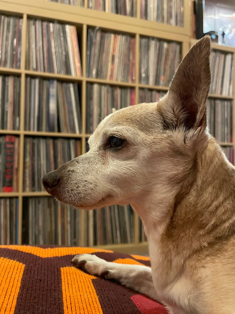 A profile of a brown, white, and grey chihuahua sitting on a blanket that looks like the rug from The Shining, while a wall of vinyl records serves as the backdrop. 