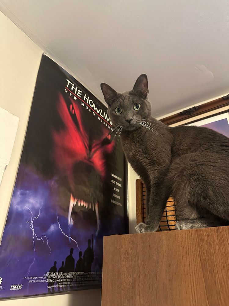 A grey cat sits atop a wooden piece of furniture in front of a movie poster for the film, The Howling 7: New Moon Rising. The poster features a giant red wolf face, bearing fangs, above a purple silhouetted cityscape with lighting striking.  