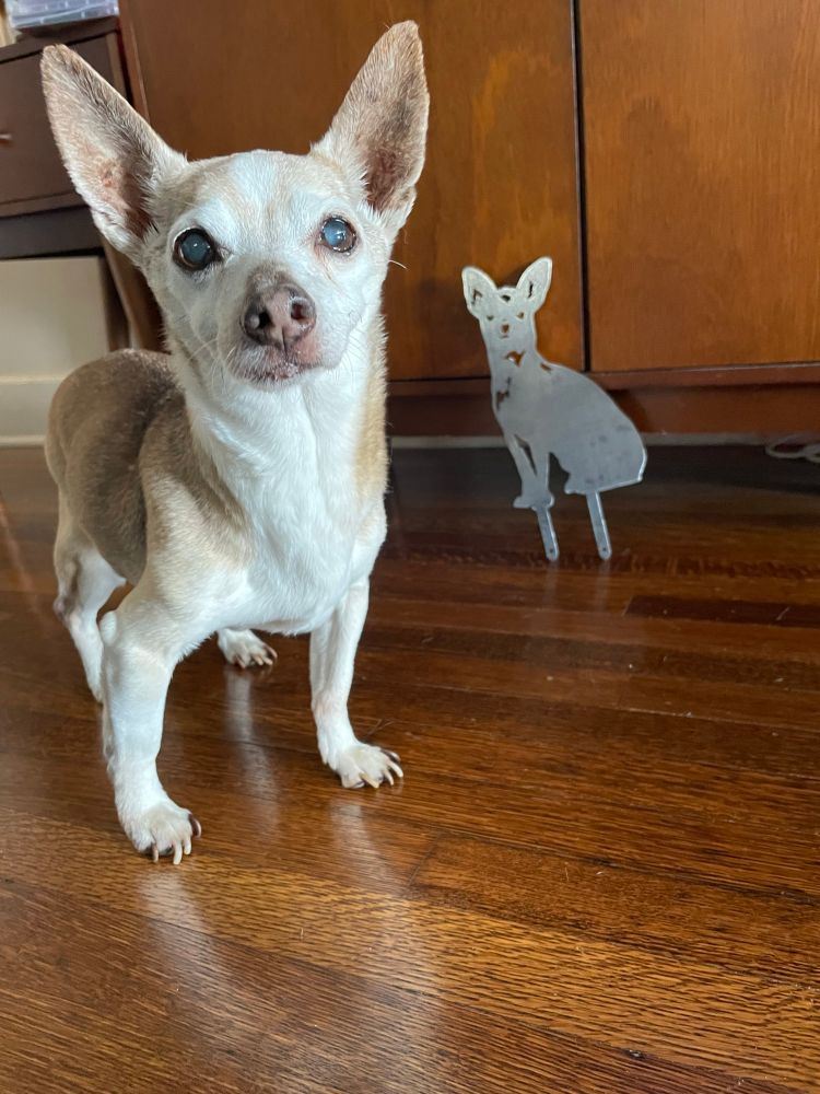 A grey, brown, and white chihuahua stands on a wood floor in the foreground, while a metal garden stake chihuahua is propped up against a wooden tv stand in the background. 