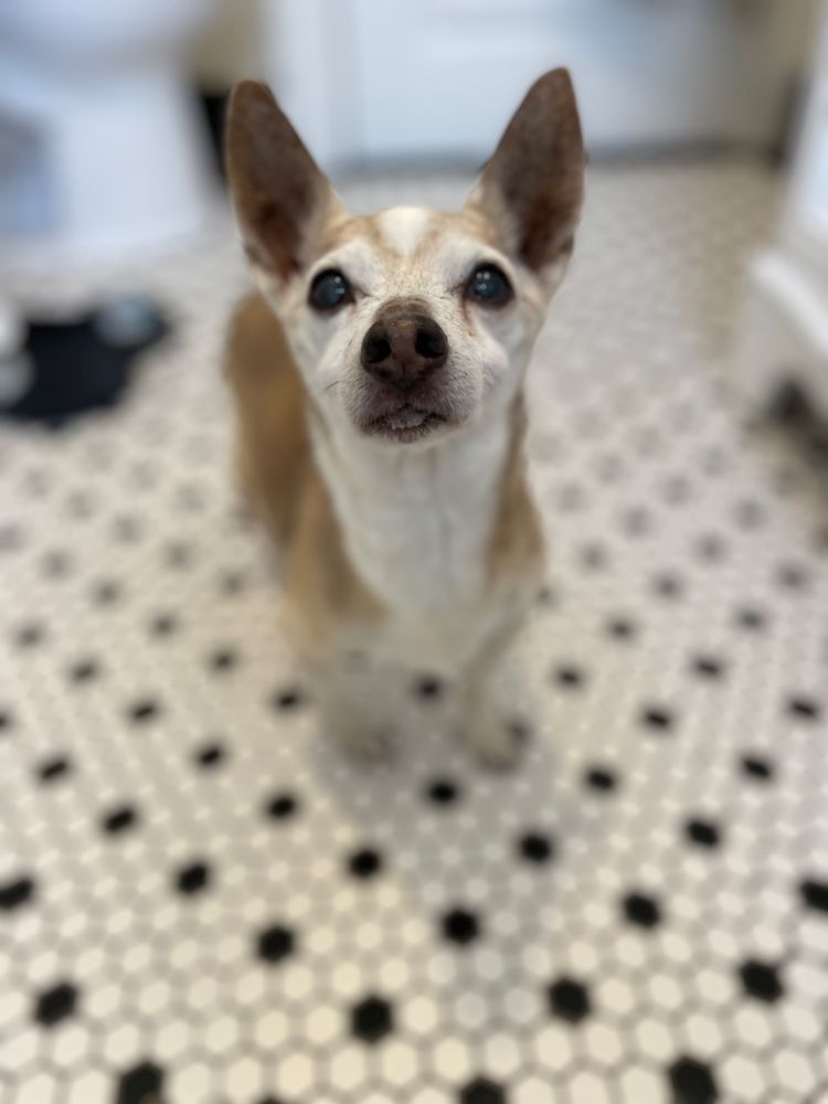 Portrait of a tan, grey, and white chihuahua standing on a floor made up of black and white penny tiles. His name is Muscles. 