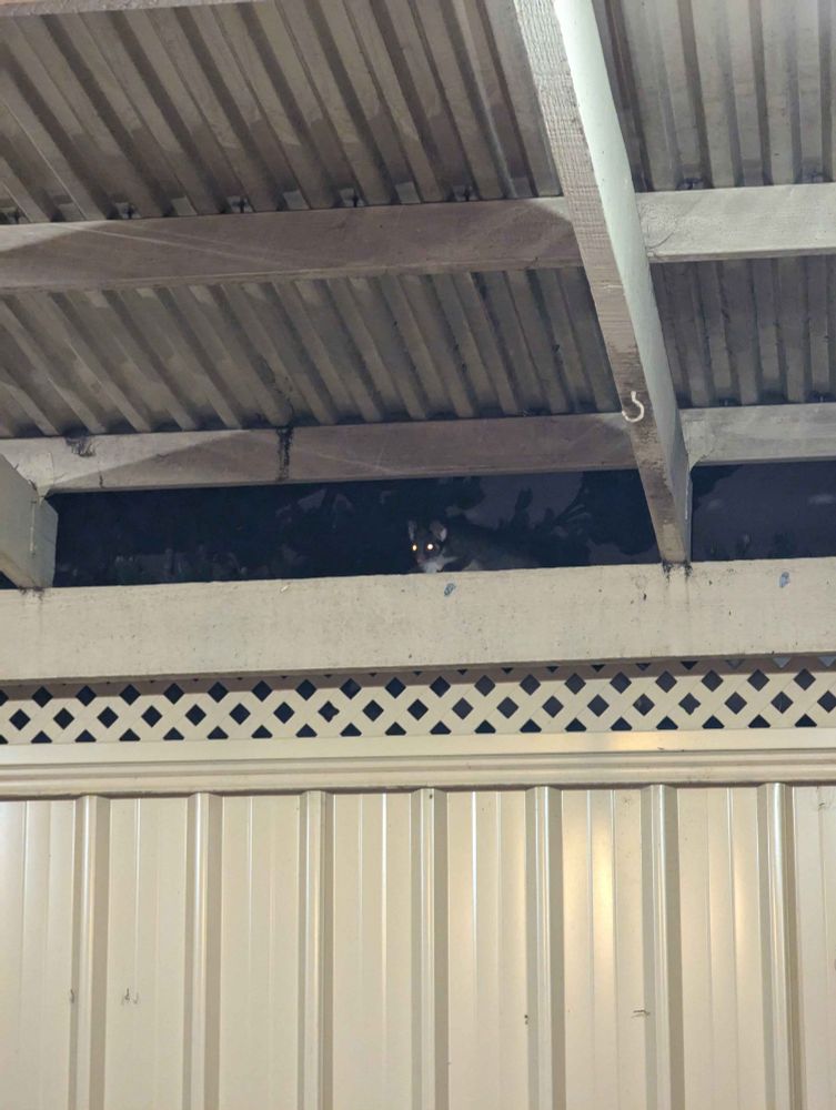 A possum with glowing eyes standing on a fence