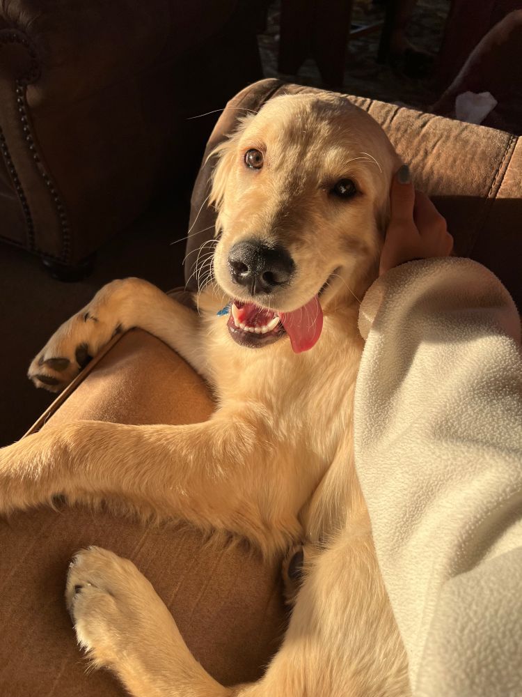 Golden retriever puppy laying down with tongue sticking out