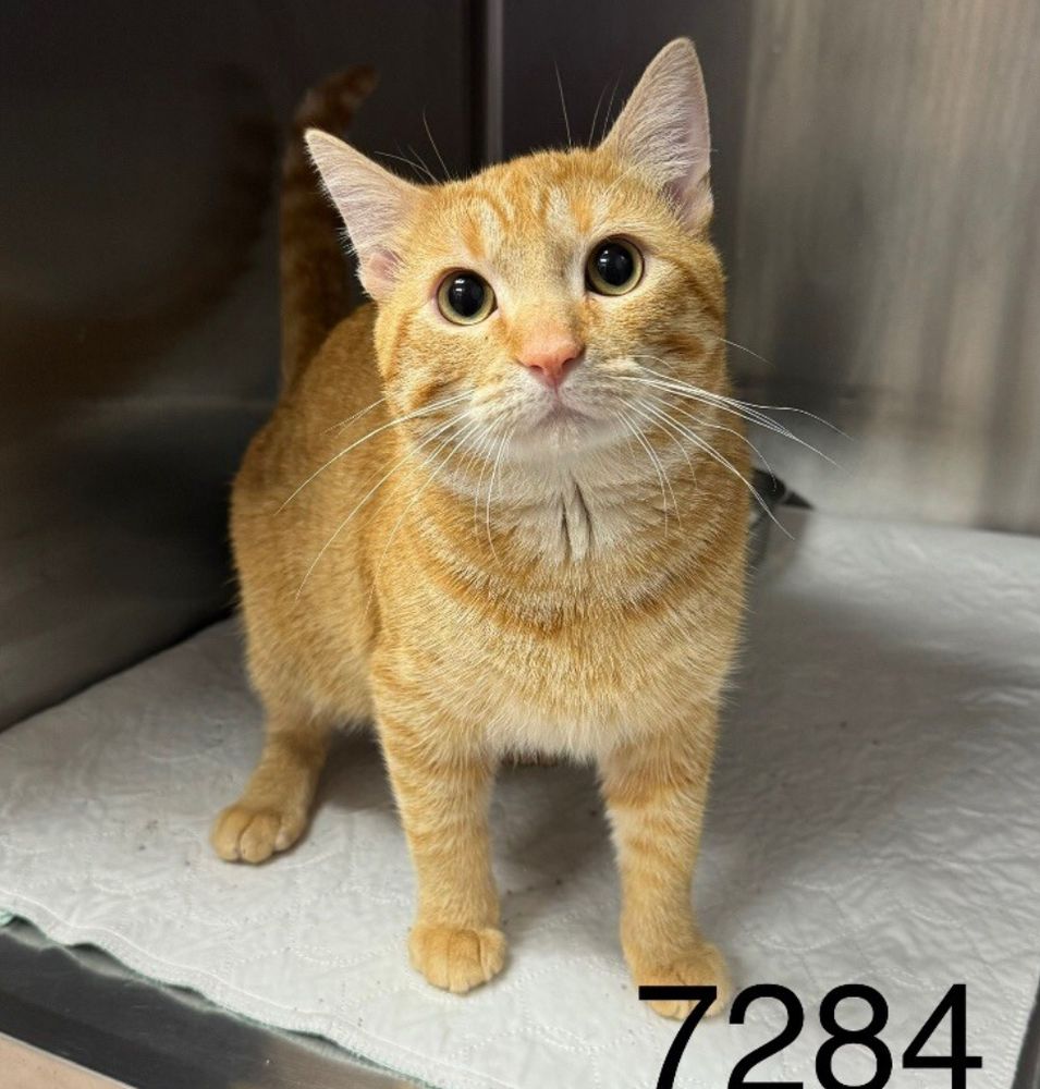 A large orange tabby cat with an indignant expression on his face. Why haven’t you adopted him yet?