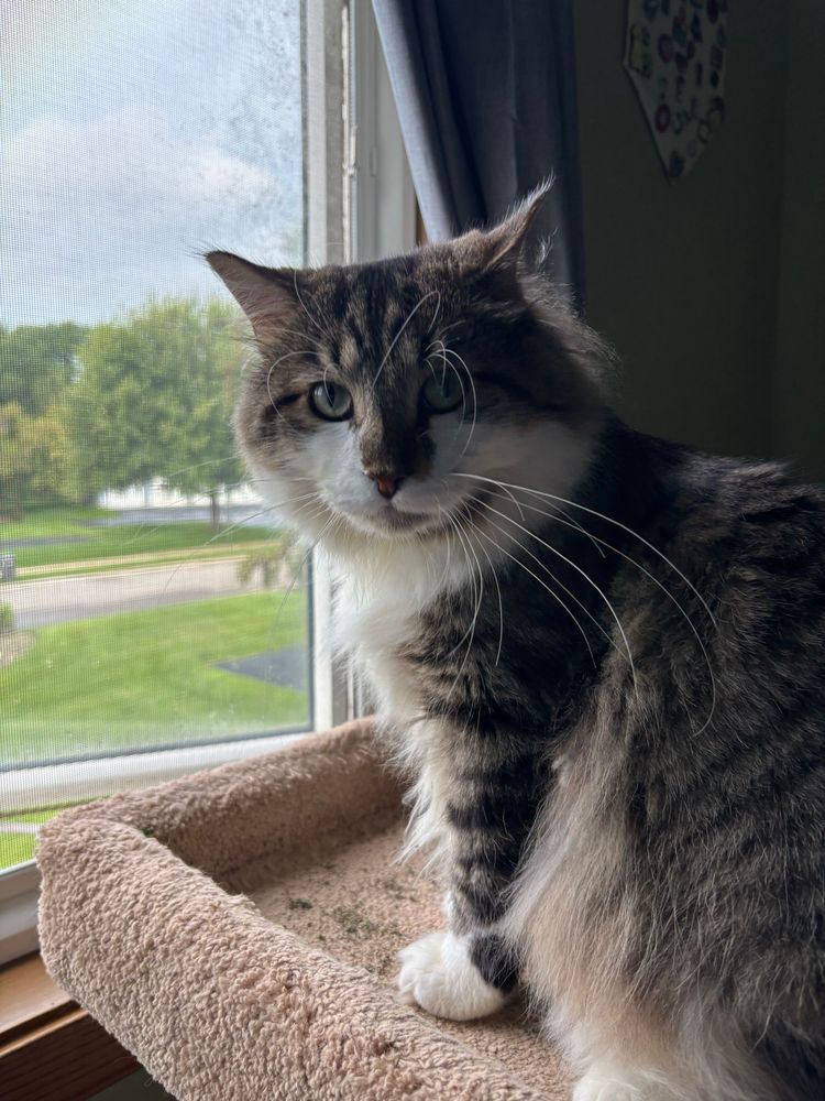 Homer, a ridiculously fluffy brown and white cat, sits on a perch in front of an open window