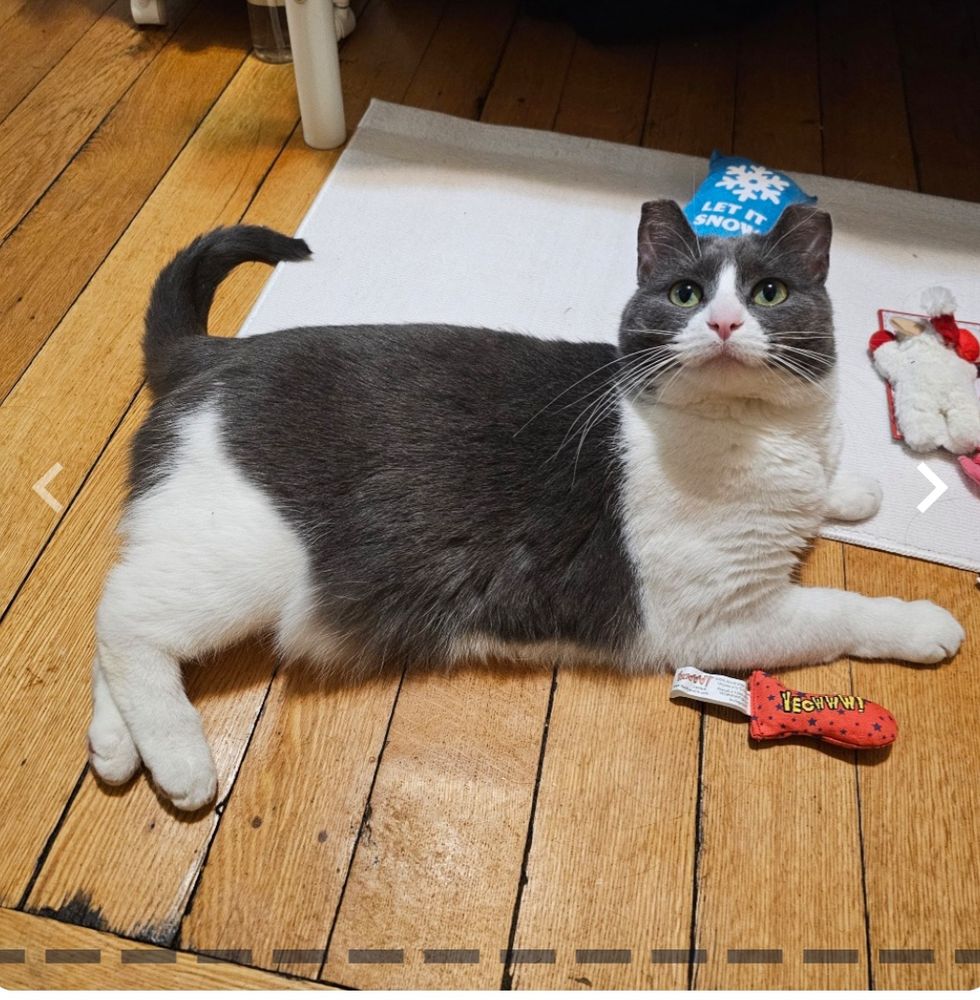 A rotund gray and white tuxedo cat