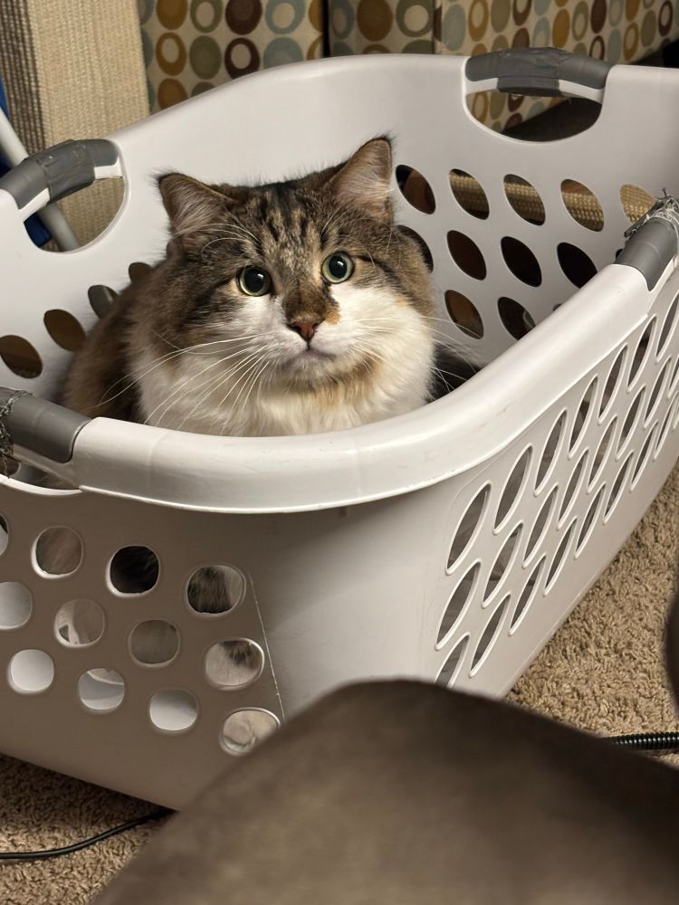 Homer, a fluffy brown and white cat, sits in a laundry basket