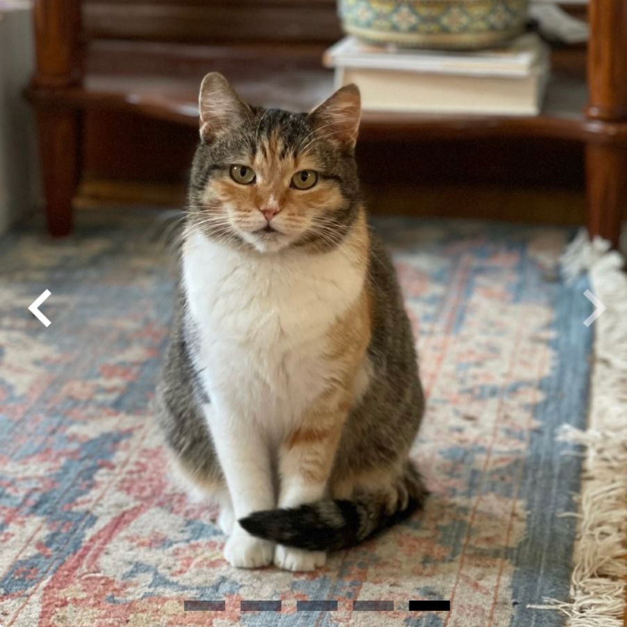 A short-haired tabby-calico cat with a mostly orange face and a white chest. She has an indignant look on her face