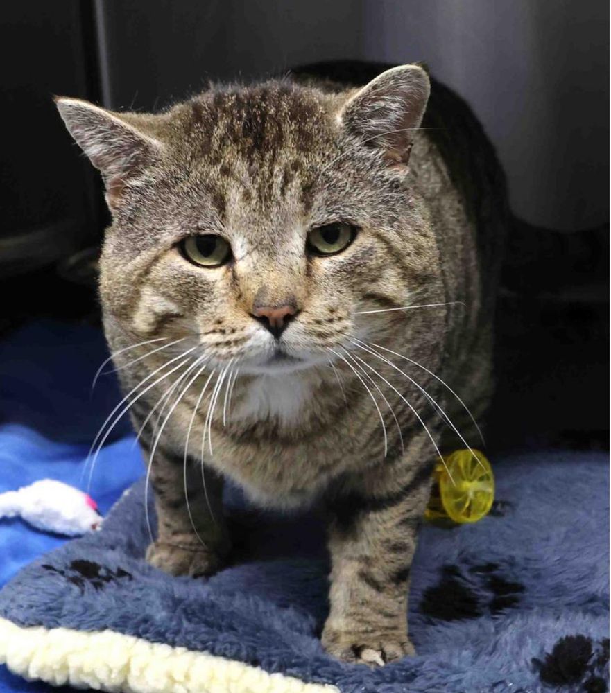 A large brown tabby cat with the typical tomcat cheeks 