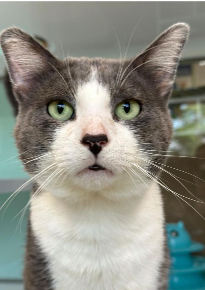 A gray and white tuxedo cat with striking green eyes and a black nose