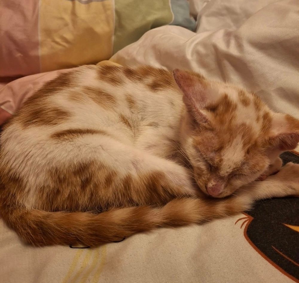 My kitty boi, cinnamon ♡