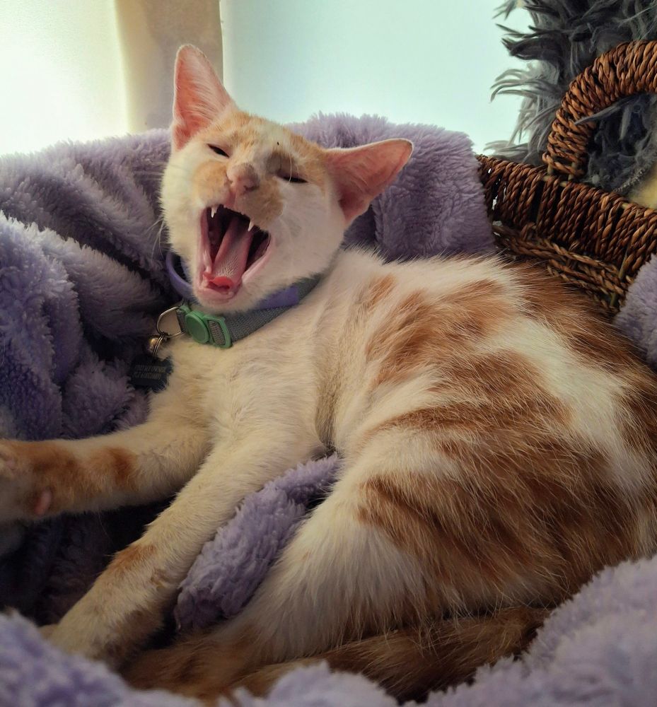 Rawr