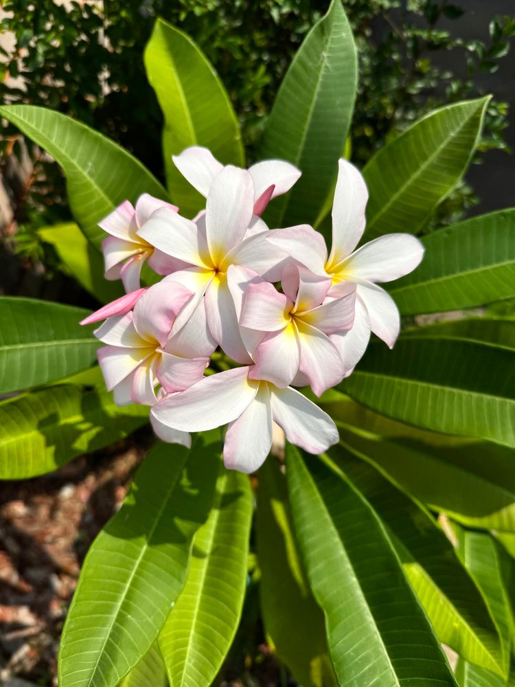 Plumeria
