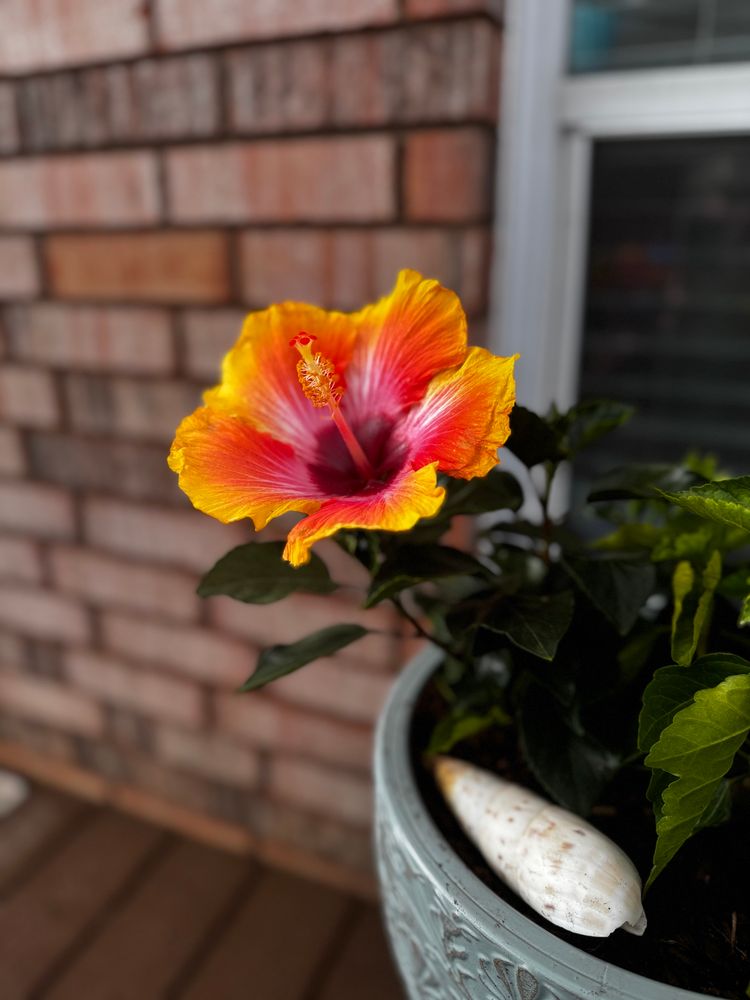 Hibiscus flower
