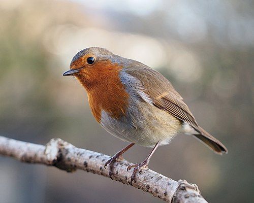 For our North American followers, these are European robins (_Erithacus rubecula_). Smaller than yours, but great singers and really proud of their chests