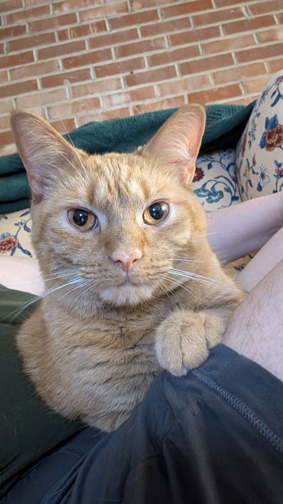 A ginger cat with amber eyes looking towards the viewer while resting on a person's lap