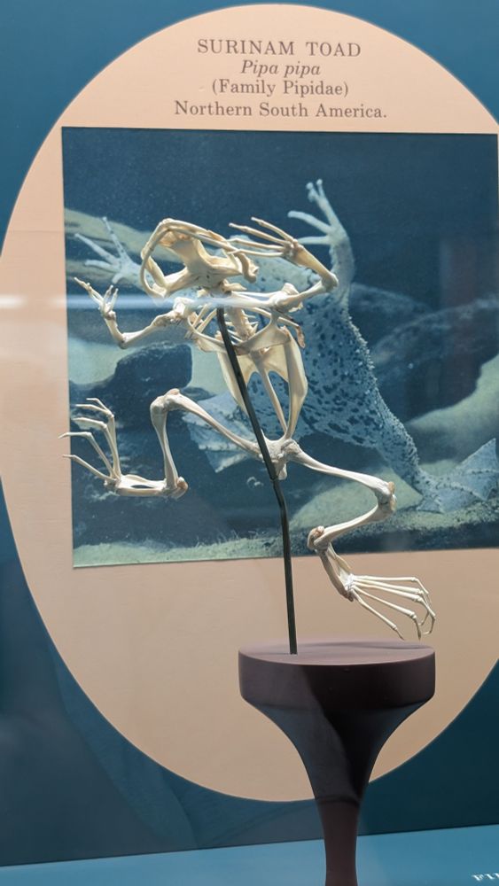 A skeleton of a toad, posed mid underwater leap. Text above it says: 
Surinam Toad
Pipa pipa (Family Pipidae)
Northern South America
Photo taken due to the old animation frog singing "hello my lady" as the pose does resemble a dance.