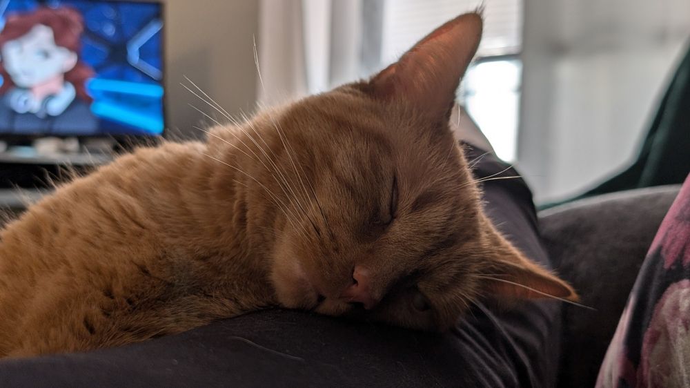 An orange cat, absolutely conked out. His head rests on a stretched out leg.