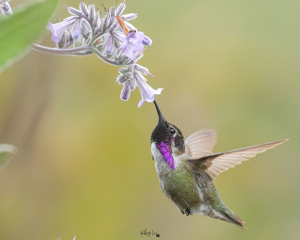 Costa hummingbird drinking nectar from purple flower