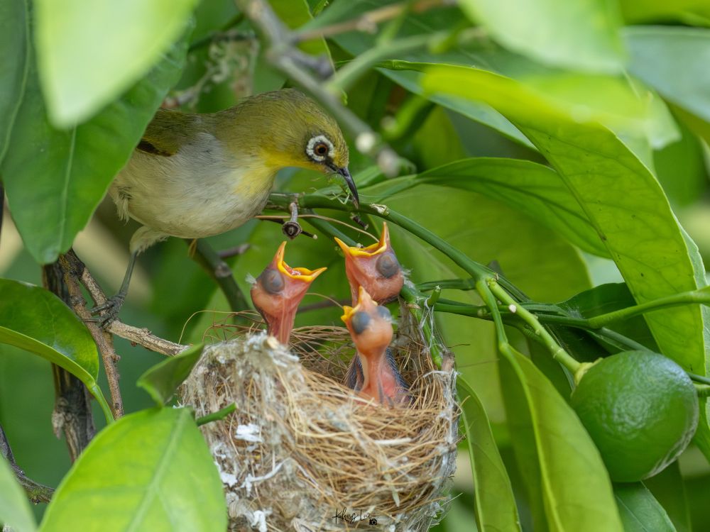 A swinhoe’s white-eye feeding newly hatch chicks