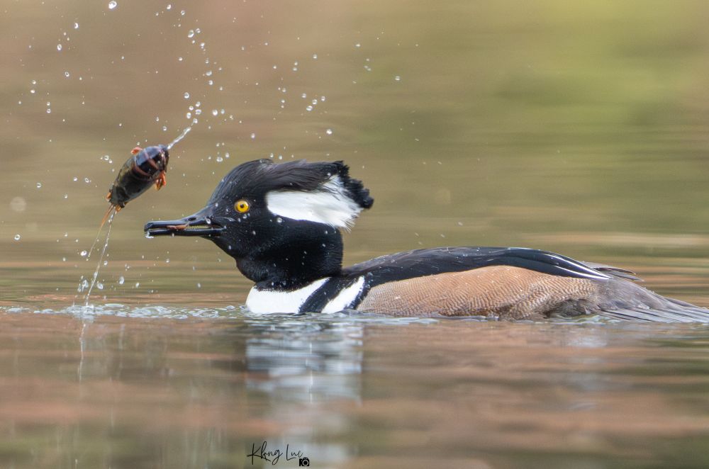 A hooded merganser twisting his crawfish catch in mid air.