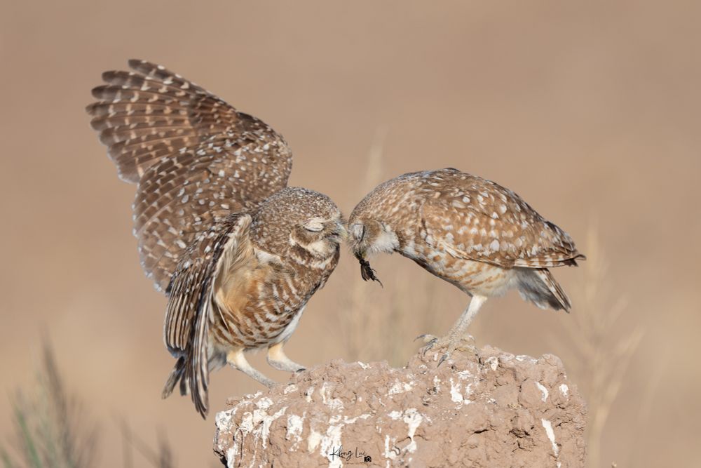 Food transfer between male and female burrowing owls