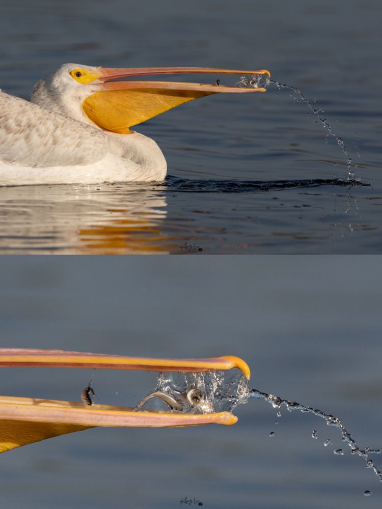 American white pelican scooping fishes